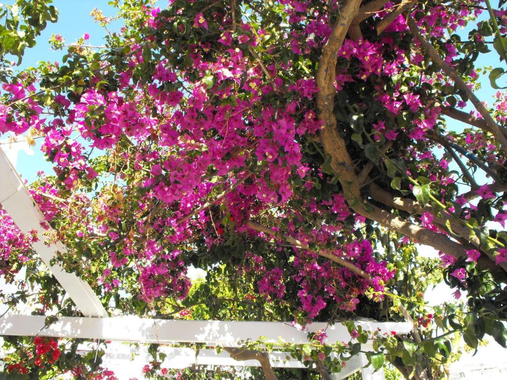Milos Bay Suites Adamantas  Luaran gambar